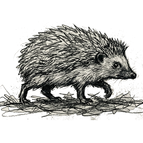 Hedgehog